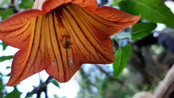 Hiking in the rainforest by 2 native guides