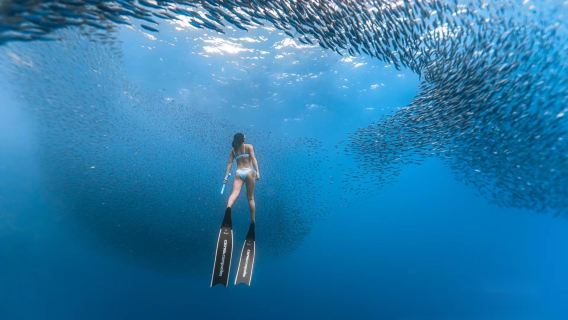 Bohol : excursion de plongée en apnée d'une demi-journée à Napaling | Expérience de la navette Sardine Storm