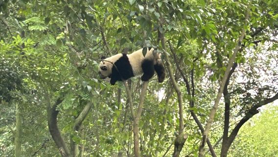 Centre de recherche sur l'élevage du panda géant de Chengdu + Excursion d'une journée au Bouddha géant de Leshan