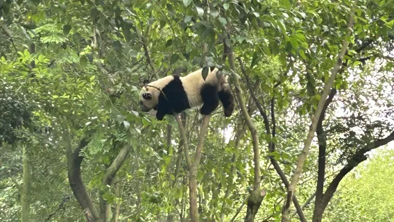 Base de investigación de cría de pandas gigantes de Chengdu + Excursión de un día al Buda gigante de Leshan