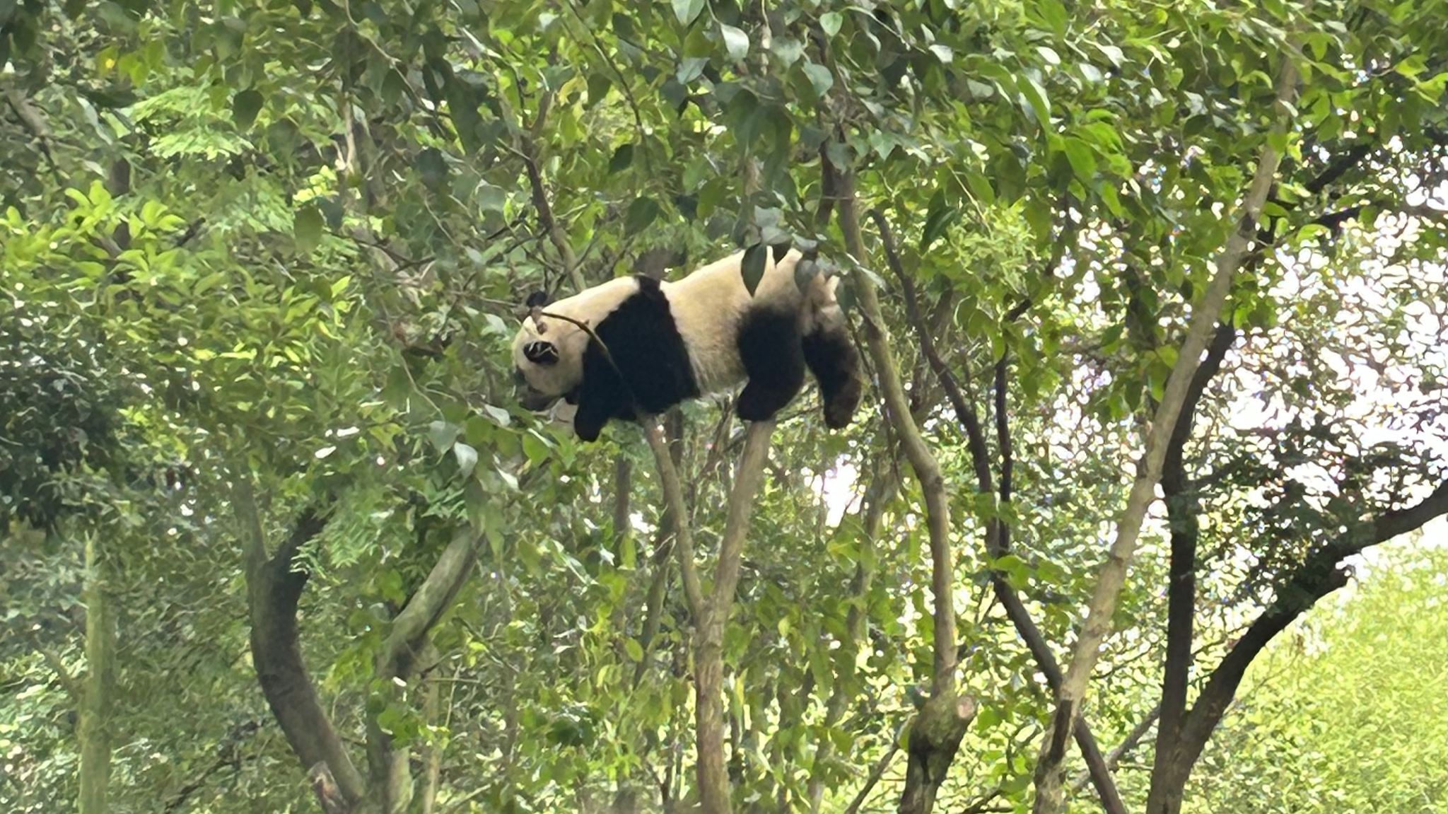 Base di ricerca di Chengdu per l'allevamento dei panda giganti + tour di un giorno al Buddha gigante di Leshan