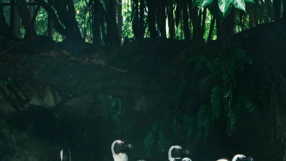 Singapore Botanic Gardens + Singapore Zoo+ Chinatown + Clarke Quay + Old Hill Street Police Station one-day tour