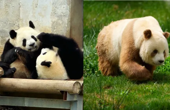 【熊貓專線+造紙體驗】西安秦嶺四寶科學公園+蔡侯紙博物館一日