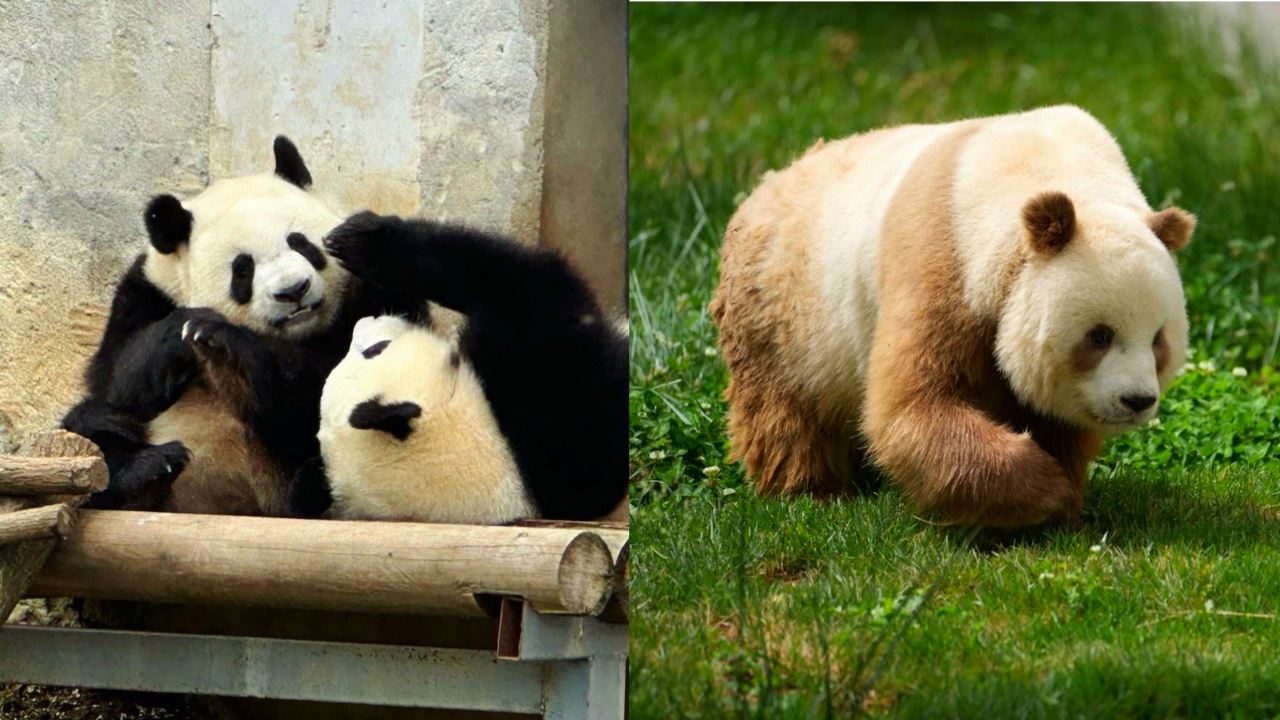[Panda Special Tour + Papermaking Experience] One-Day Trip to Xi'an Qinling Four Rare Animals Science Park + Caihou Paper Museum