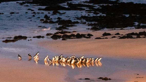 однодневный тур на поезде Puffing Billy в Мельбурне + на остров пингвинов Филиппа