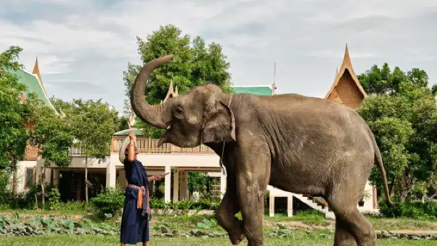 曼谷大象公園大象照顧體驗半日遊
