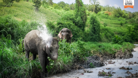 Walk With Elephants Experience day tour with Elephant Jungle Sanctuary Chiang Mai