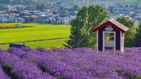 日本北海道富田農場+青池一日遊/行程可調-可訂製多日遊