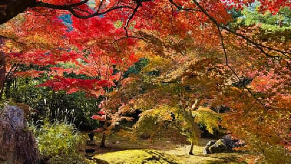 Osaka: ammira le meravigliose foglie autunnali in tutto il loro splendore!