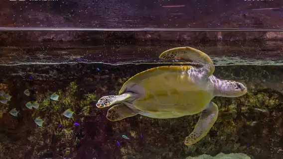 DISCOVER SEOUL PASS 首爾轉轉實體卡