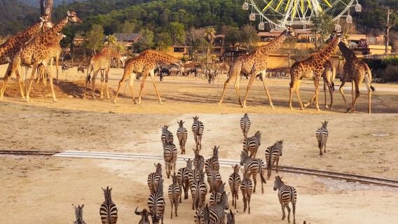 Qingyuan Chimelong Giraffe Castle Forest Kingdom + Hot Spring Park Unlimited Fun + Dining + Show 1-night Combo Ticket Option / Forest Self-Driving / 2-night Chimelong Forest Hot Spring Park / Soaking Pool