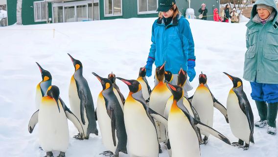 Hokkaido Asahiyama Zoo + Shirahige Waterfall + Seven Stars Tree winter romance 1-day tour [Depart from Sapporo]