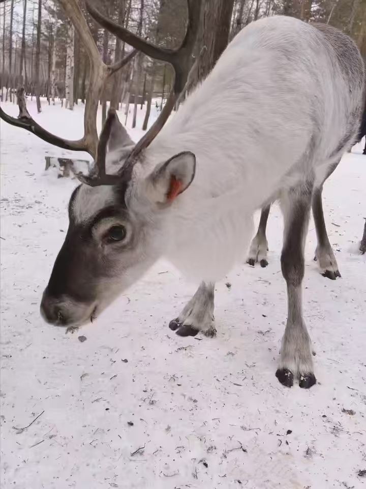Pioneer Snow Ridge + Rime Drift 1-day Tour Pure Play No Shopping