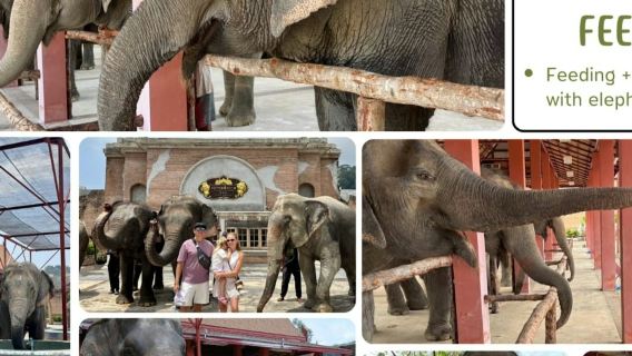 Reserva de Elefantes Freedom Phuket: Entrada + Experiencia de Alimentación