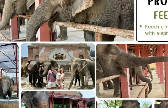 布吉自由大象保護區:入場+餵飼體驗