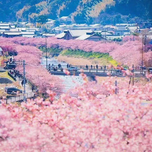 Cherry Blossom Special] 1-Day Tour to Jogasaki Coast + Sakura-no