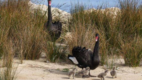 Monumenti di Perth e litorale panoramico - Tour guidato in bicicletta