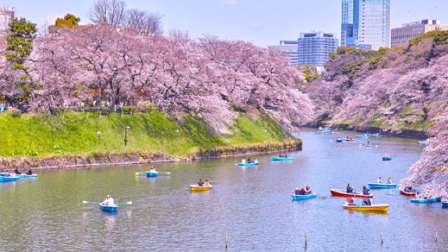 [Cherry Blossom Season Limited] Cherry Blossom Viewing in Tokyo City|Shinjuku Gyoen National Garden|Ueno Park|Meguro River