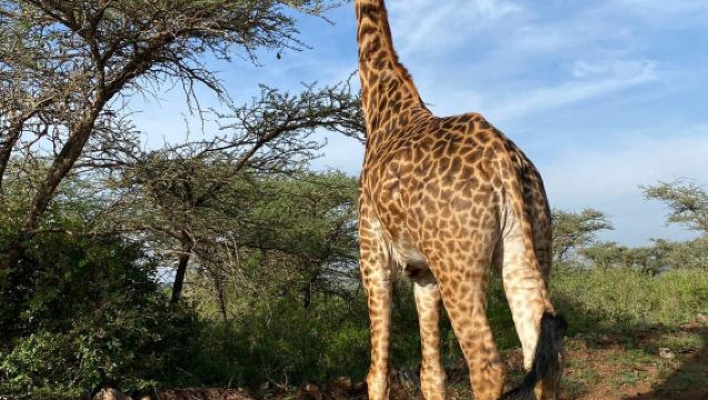 Kenia: Parque nacional de Nairobi + jirafas + orfanato de elefantes con recogida en el hotel y horario flexible
