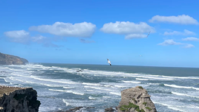 紐西蘭奧克蘭：鳥島＋伊甸山+北角一日遊（專屬客服）
