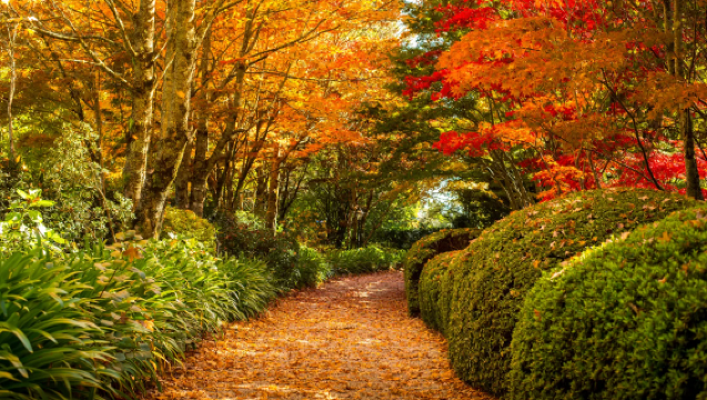 "Mercedes-Benz Perniagaan · Puncak Kemewahan" Sewaan Peribadi 4 Bandar Panorama Australia | Sydney Blue Mountains + Melbourne Great Ocean Road + Brisbane Pelukan Koala | Perkhidmatan Pengurus Berbahasa Cina Sepanjang Perjalanan