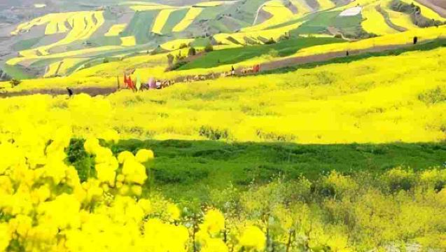 武山油菜花水簾洞一日遊