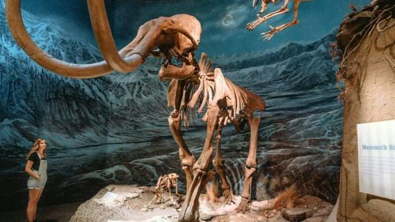 Horseshoe Canyon: Tur Harian dengan Panduan dari Calgary + Tiket Masuk Royal Tyrrell Museum