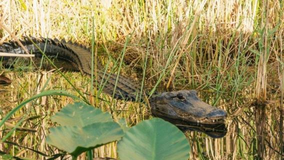 Tour en aerodeslizador por los Everglades de Miami