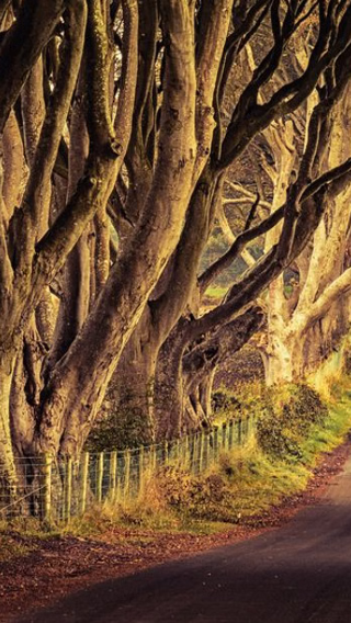 1-day tour to Giant's Causeway + The Dark Hedges with Dublin or Belfast round-trip and English-speaking guide