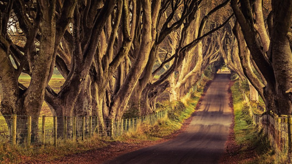 1-day tour to Giant's Causeway + The Dark Hedges with Dublin or Belfast round-trip and English-speaking guide