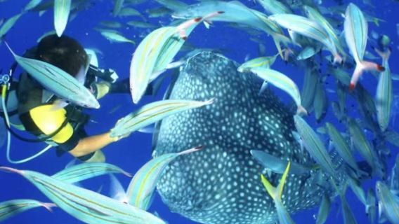 Whale shark snorkeling & diving experience in Okinawa, Japan | Encounter gentle whale sharks at sea, beginner-friendly