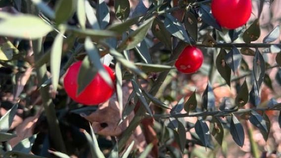 Wild Fruit Picking Experience at Hani i Qerosit
