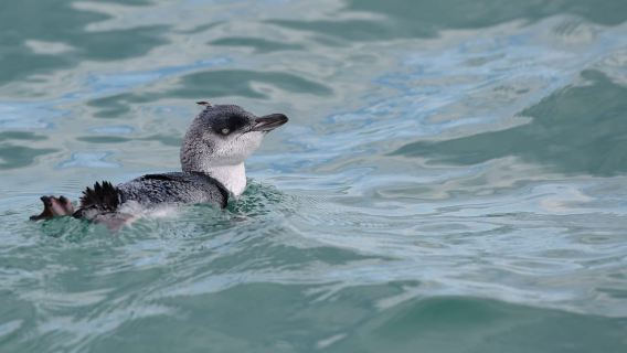 Akaroa: Scenic Coastline Wildlife Cruise