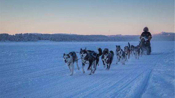Narvik: Dogsledding with Husky Isogaisa