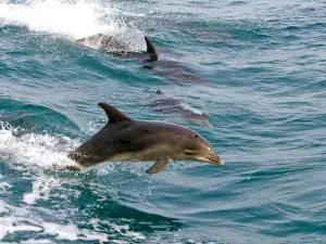 Dolphin Watching Sydney Tours | Port Stephens Private Tour