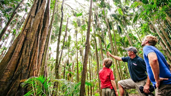 Gold Coast Natural Bridge, Springbrook National Park half-day tour [Purling Brook Falls, Springbrook National Park + rainforest hike]
