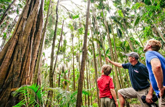 黃金海岸自然橋+春溪國家公園半日遊【潺流溪瀑布+雨林徒步】