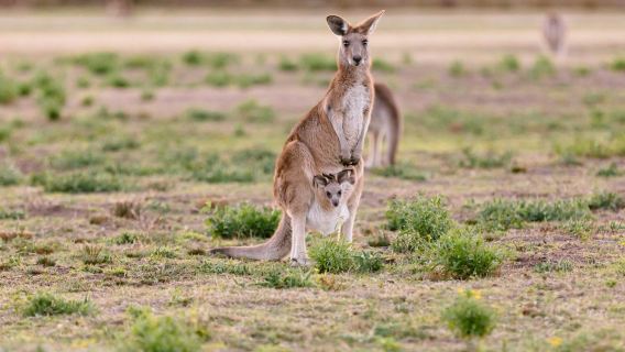 Surfers Paradise: Kangaroos and Mountain Views Morning Tour