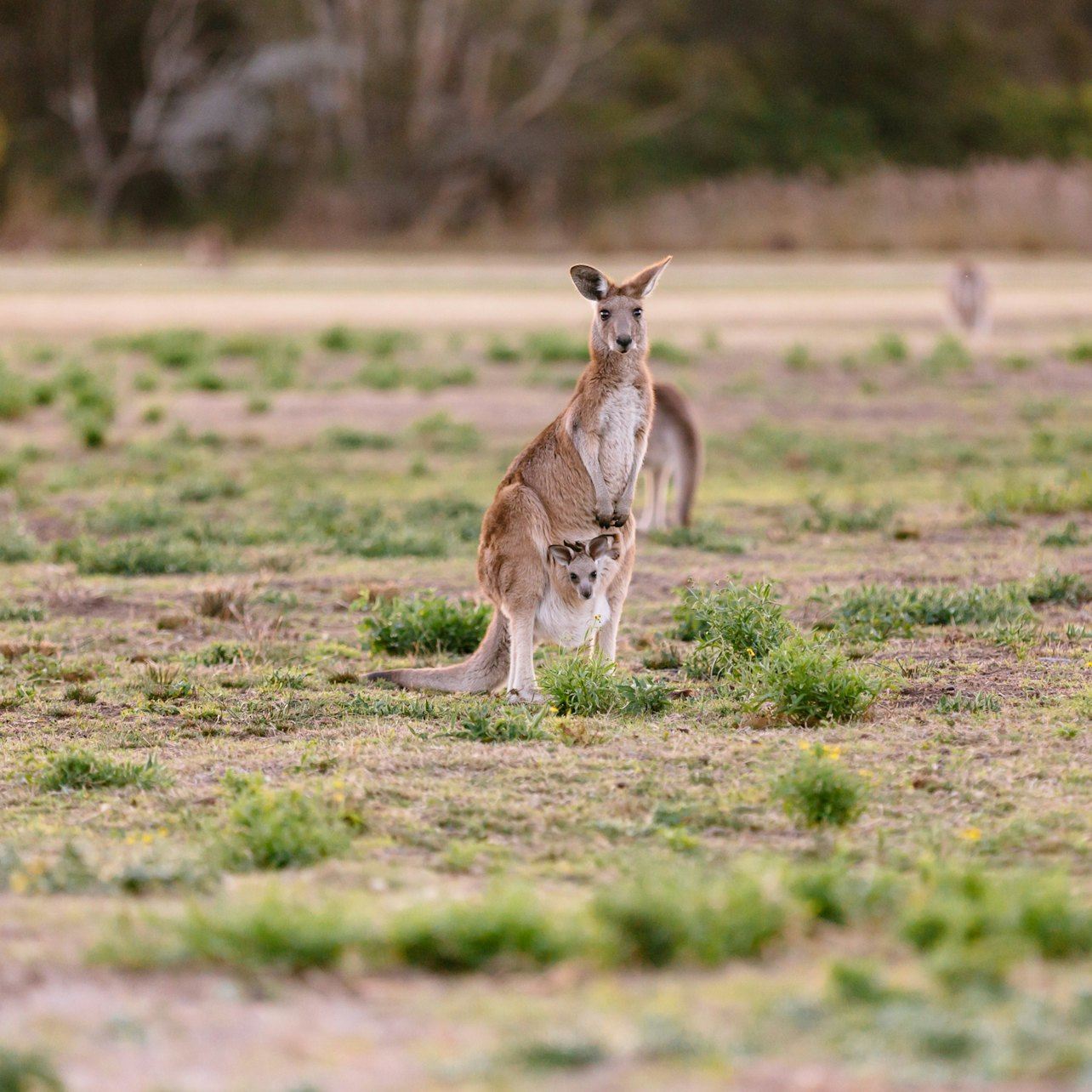 Surfers Paradise: Kangaroos and Mountain Views Morning Tour