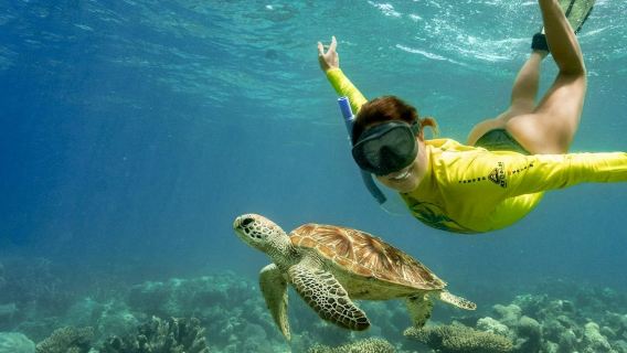 Ocean Safari Great Barrier Reef Tour from Cape Tribulation