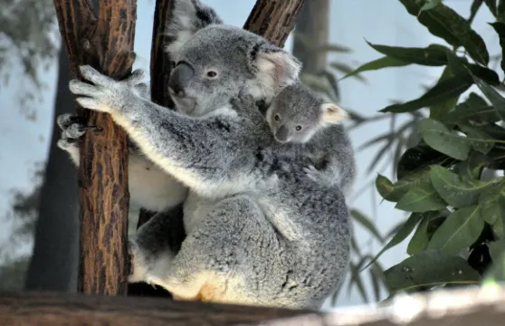 布里斯本Mirimar遊船＋龍柏動物園一日遊【可選來回船】