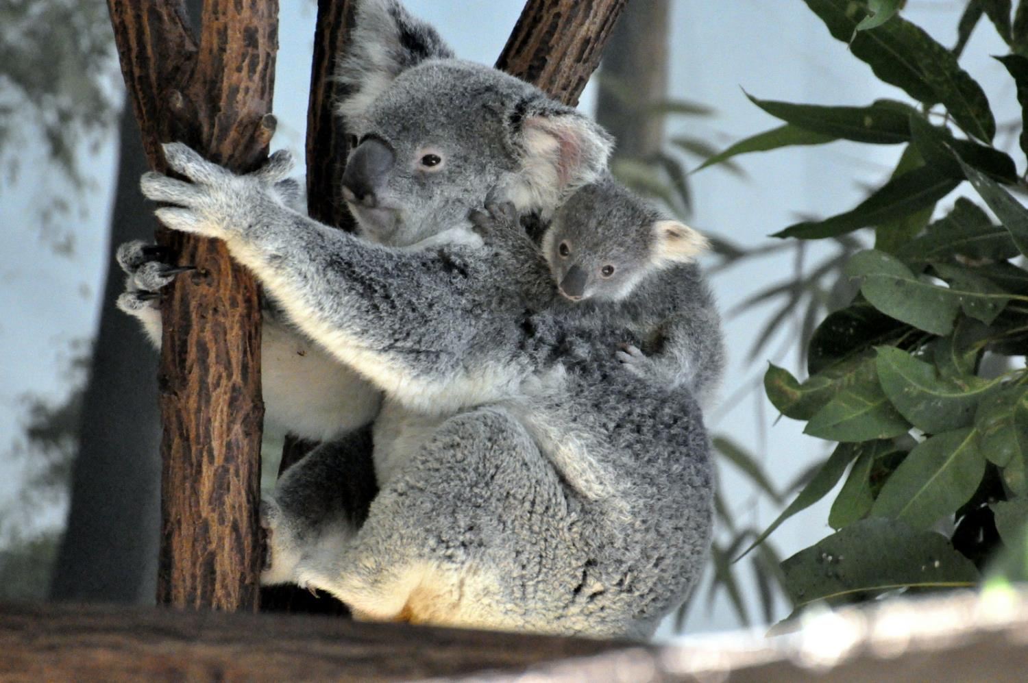 lawatan sehari pelayaran Mirimar Brisbane + Zoo Lone Pine [pilihan pergi-balik kapal]