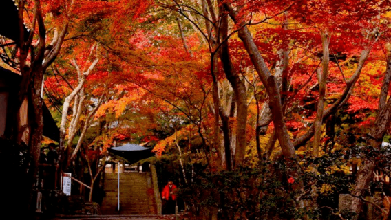 箕面市日遊
