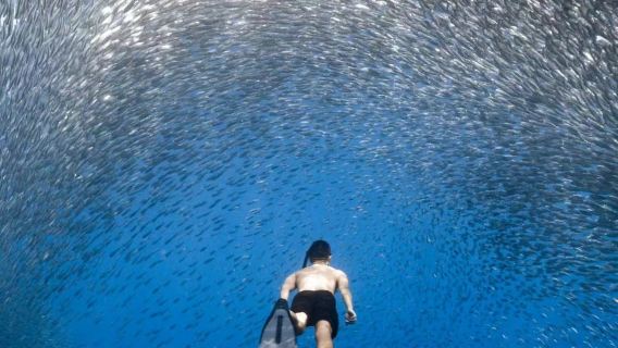 Bohol NAPLING Sardinen + Loboc-Fluss + Schokoladenhügel + Tarsier + Schmetterlingsgarten