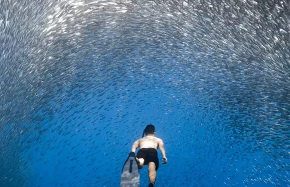 菲律賓莫阿爾博阿爾墨寶沙丁魚風暴潛水體驗潛水水肺潛水3小時【體驗潛水/OW或AOW持證潛水】