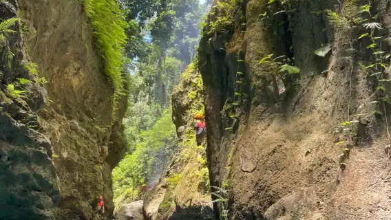 From Dumaguete: Oslob Whale Shark Watching, Badian Canyon, and Kawasan Falls 1-day tour