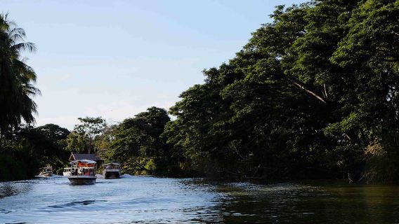Nanamun Mangroven- und Glühwürmchen-Flusskreuzfahrt|Kota Kinabalu, Sabah