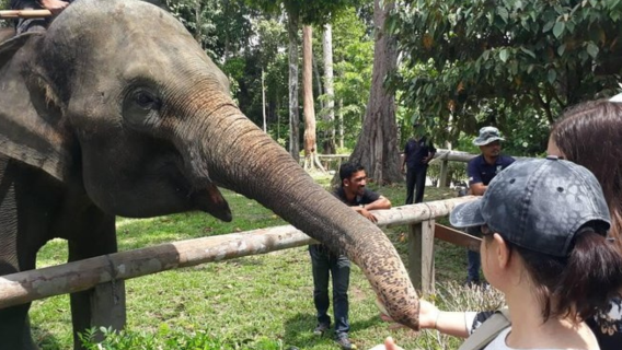 Perjalanan Sehari ke Suaka Gajah Kuala Gandah dari Kuala Lumpur (Tur Bersama dan Pribadi)
