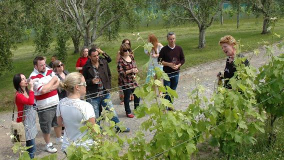 Waiheke Island: The Essence of Waiheke Wine Tour