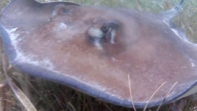 ケイコーカー発：マリンリザーブシュノーケリングツアー